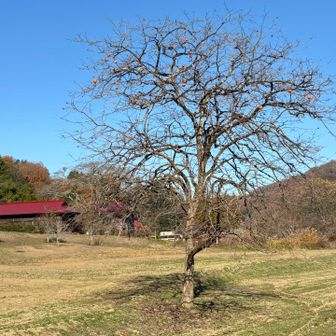やなセンター前の柿の木