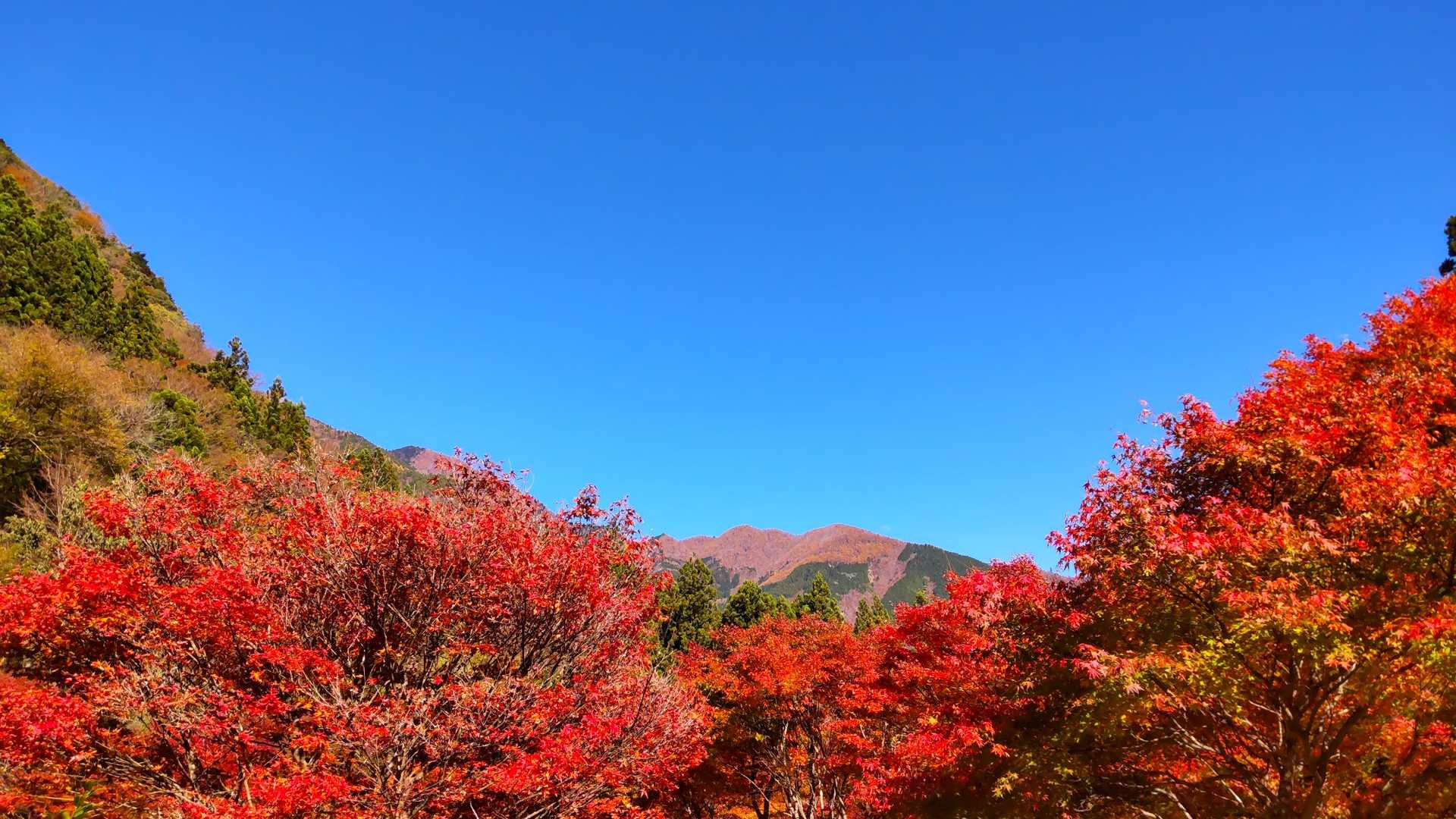 温泉街近くの公園