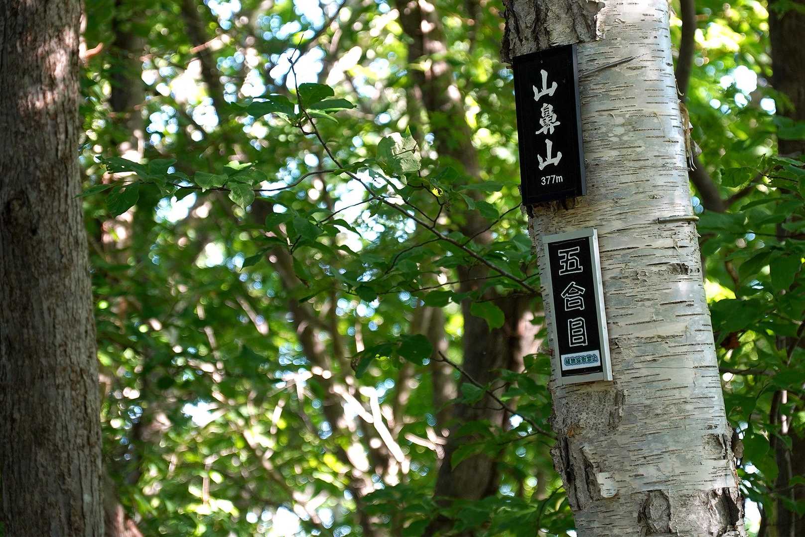 登る前からケチがついたせいで、久しぶりの山遊びなのにモチベーションはダダ下がり。

ランドマーク登録された山鼻山って、三角山よりほんの少し標高があるんだね。