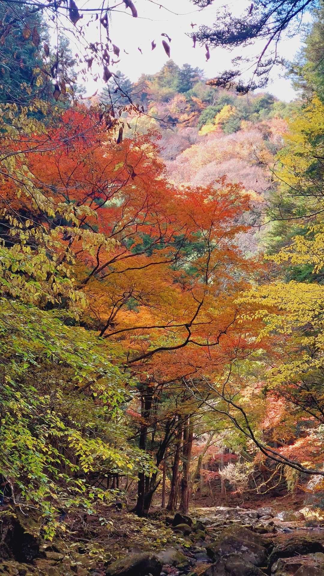 【赤目四十八滝】数々の滝・岩・淵が連続する変化に富んだ山歩道の写真