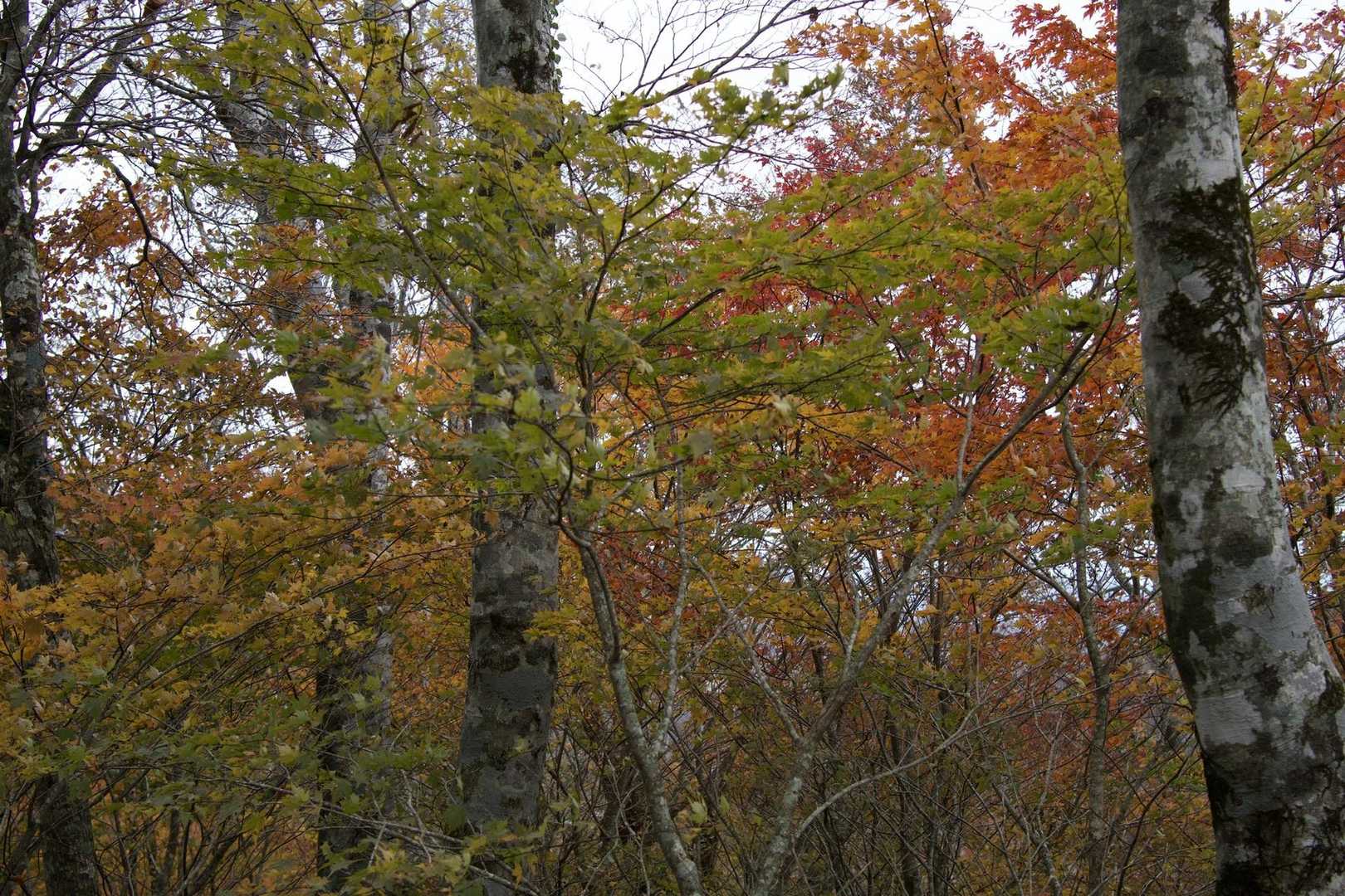 まだ残ってる紅葉あります🍁