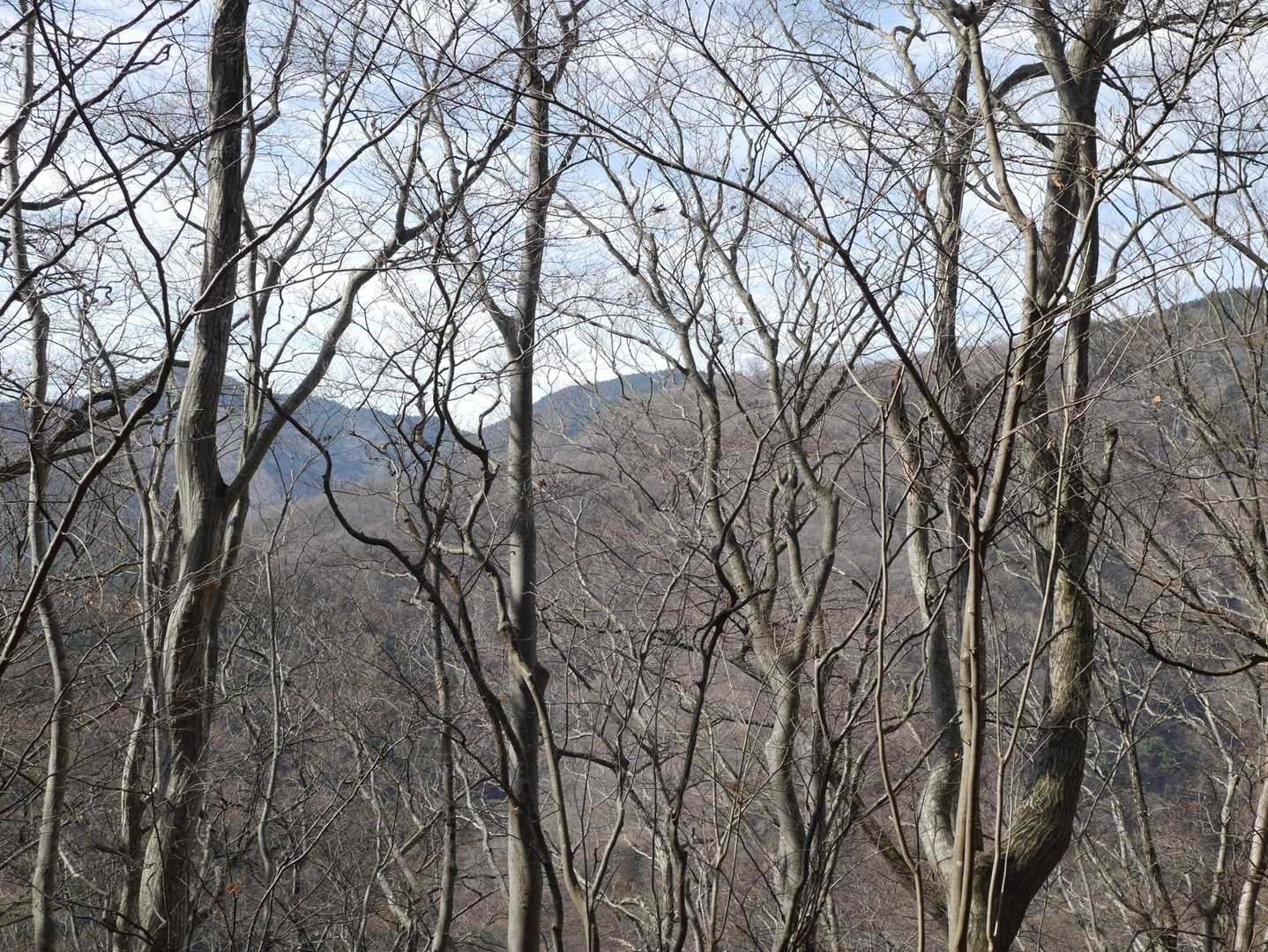 ザ・冬の低山の風景