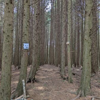 天台山着いた！
地図は山頂三角点で行き止まりになってるけど、この奥にも登山道続いてるのかな？