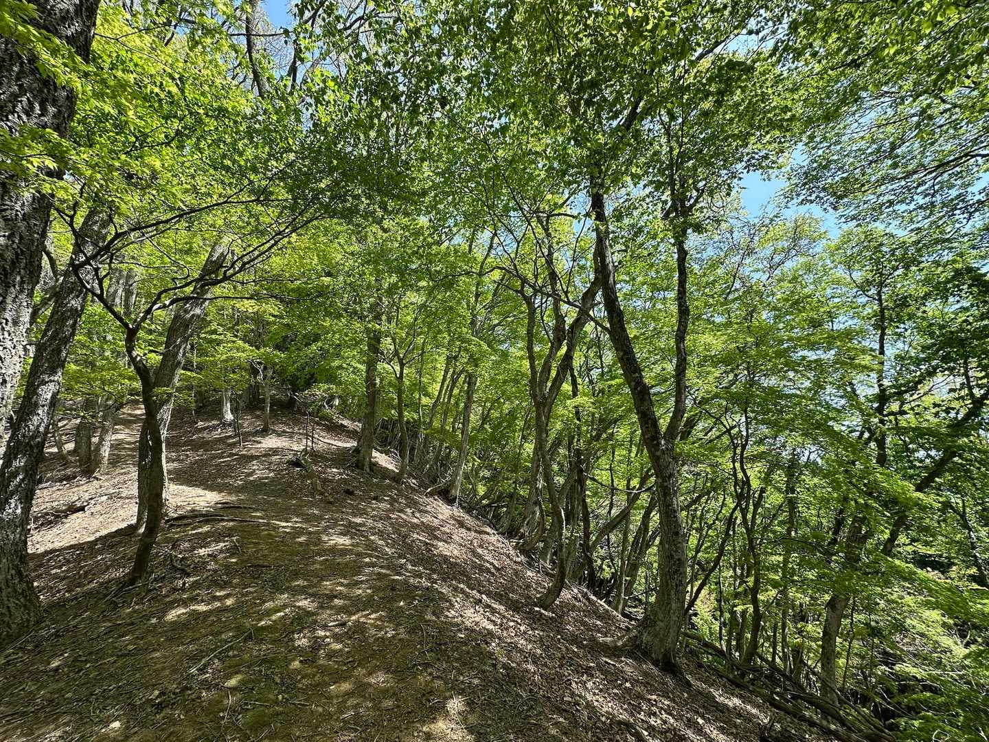 三岳山 往復コースの写真