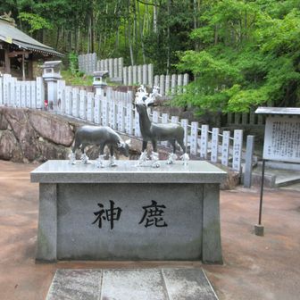 北山鹿島神社 神鹿