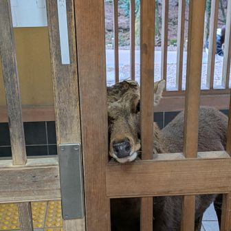 トイレまでついてきた鹿雄くん。鹿避けの柵が役立ちました😆ちょっとシャイニングっぽいｗ