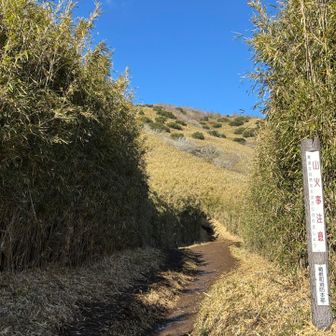 緑のぽつぽつがキュート