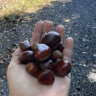 帰りも栗GET🌰！
行者さんに寄付🌰🌰🌰
