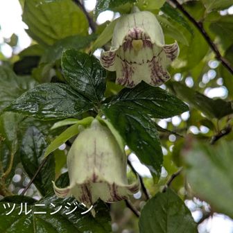 ジィとバァの区別は大きさらしい
比較対象がいないのて