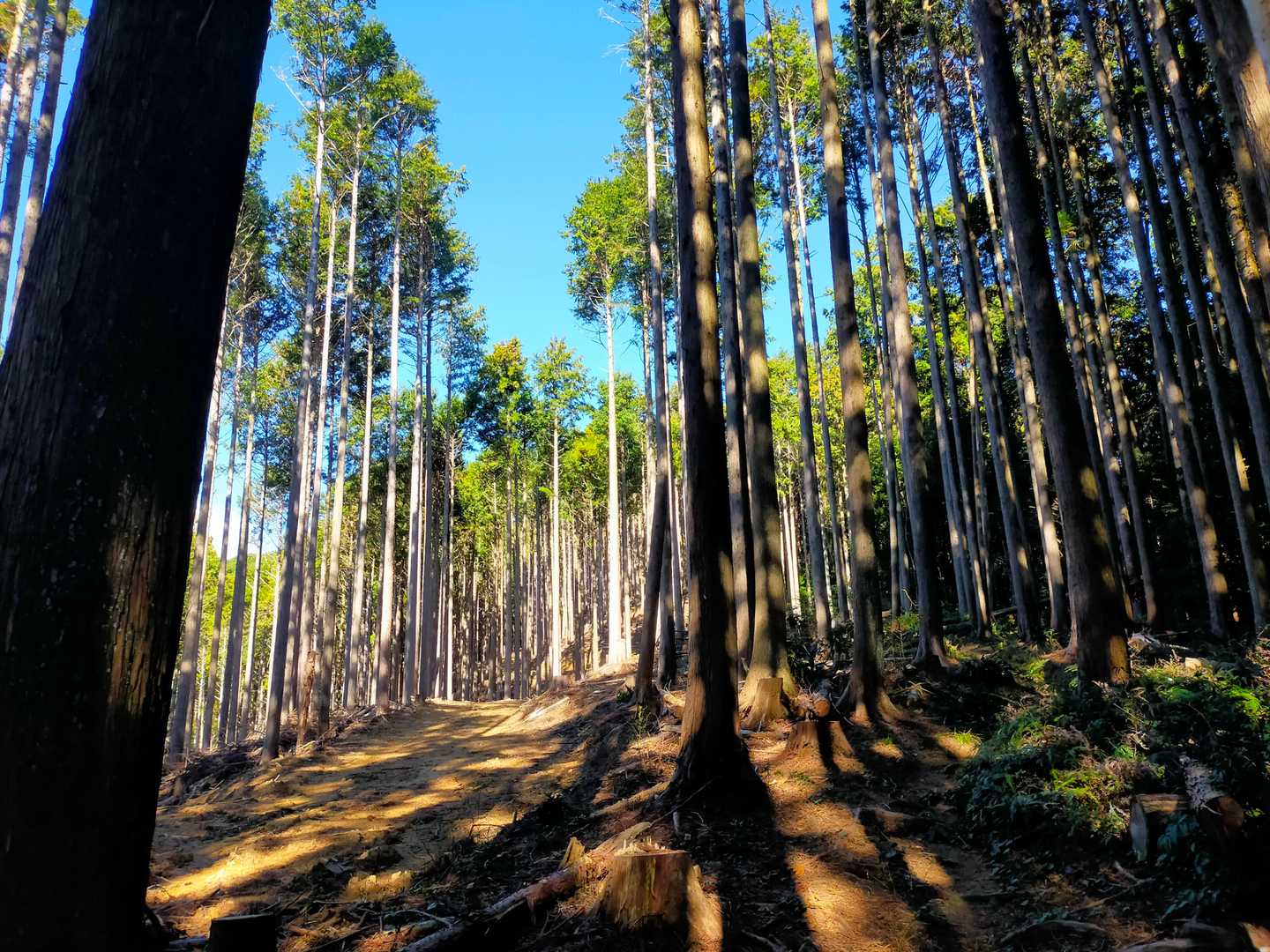 林道と並行してます。
林道の手入れが素晴らしく、山道の整備も行き届いてます。