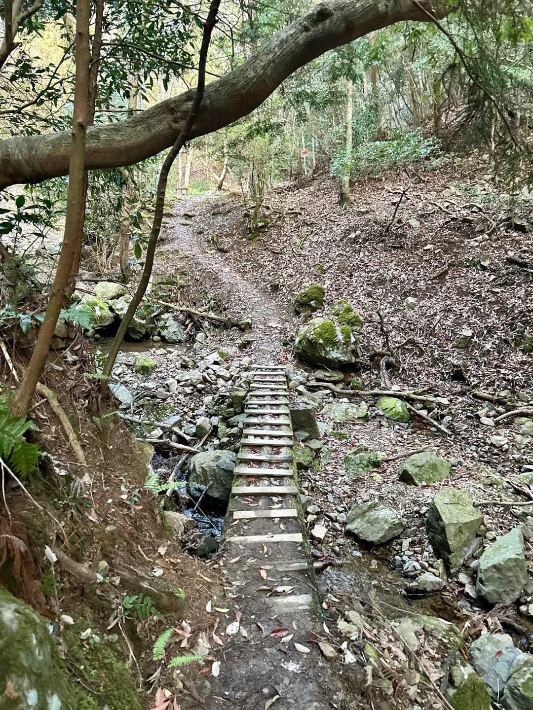 緩やかな階段を🚶