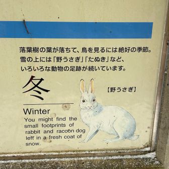 🐰野うさぎ🐇は高山市郊外にあるナマステの自宅周辺でも夜勤帰宅時にたまに遭遇します🥰♪(๑ᴖ◡ᴖ๑)♪