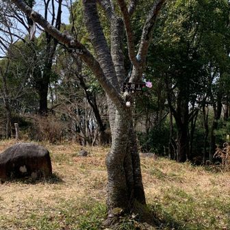 大原山に到着
三角点は少し離れたところに有る、とのことなので探しましたが、発見することは出来ませんでした