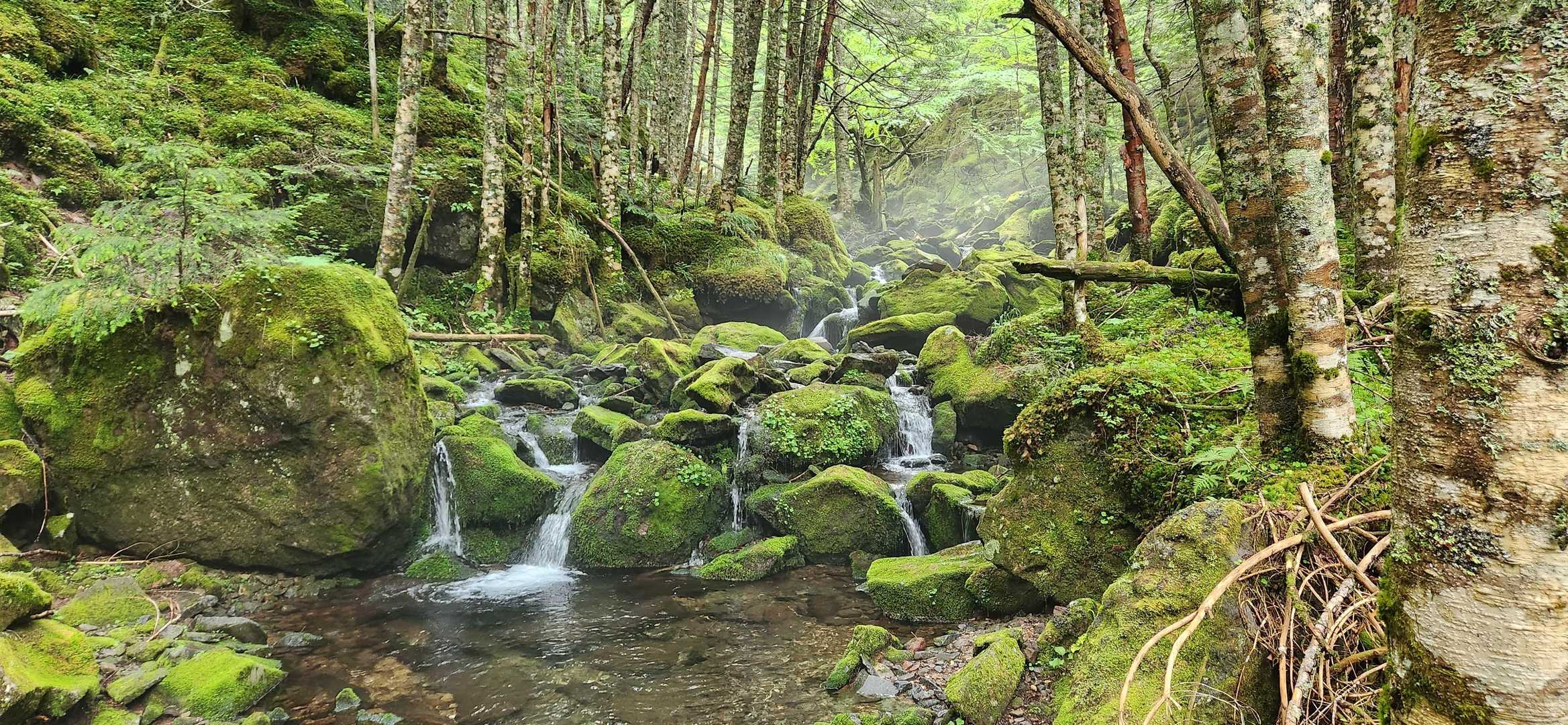 桜平ゲート-桜平登山口-根石岳 周回コースの写真