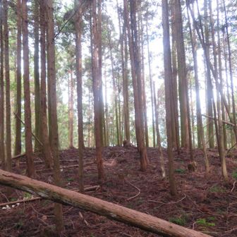 多武峰山頂
荒れ放題で標識もない
眺望なし