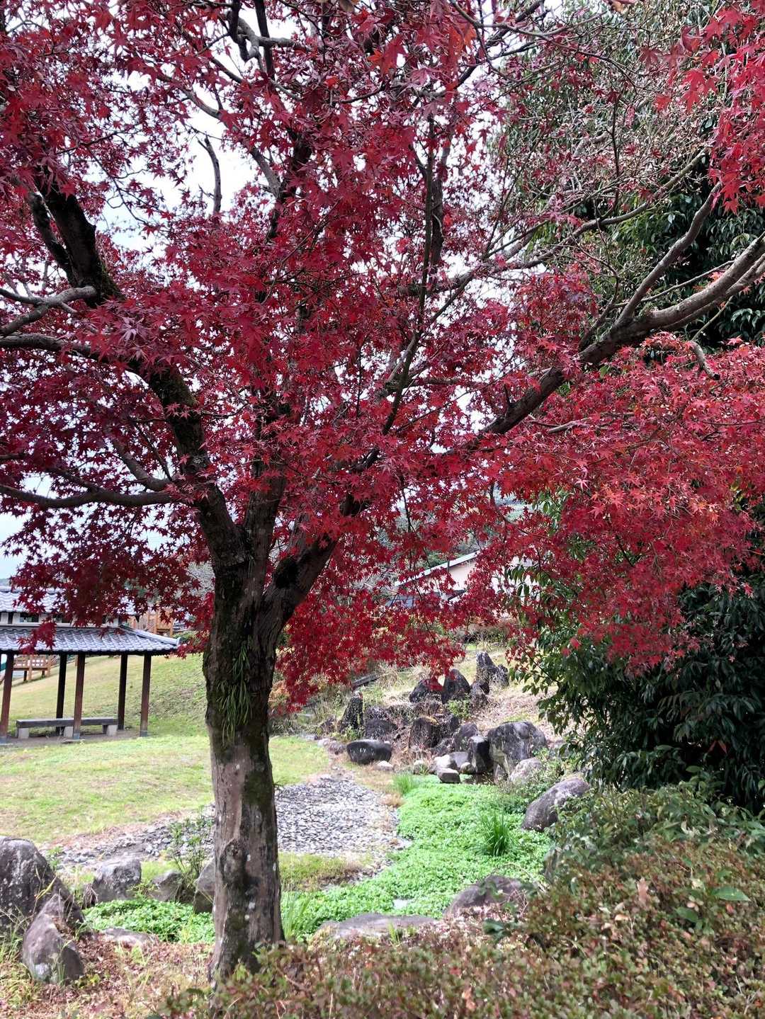 立派な紅葉した木が目を楽しませてくれます