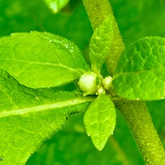 ヤブタバコ💚　間違えやすいので残します🤭