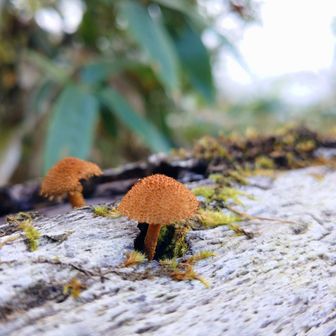 よく見るとぞわぞわするキノコ🍄‍🟫