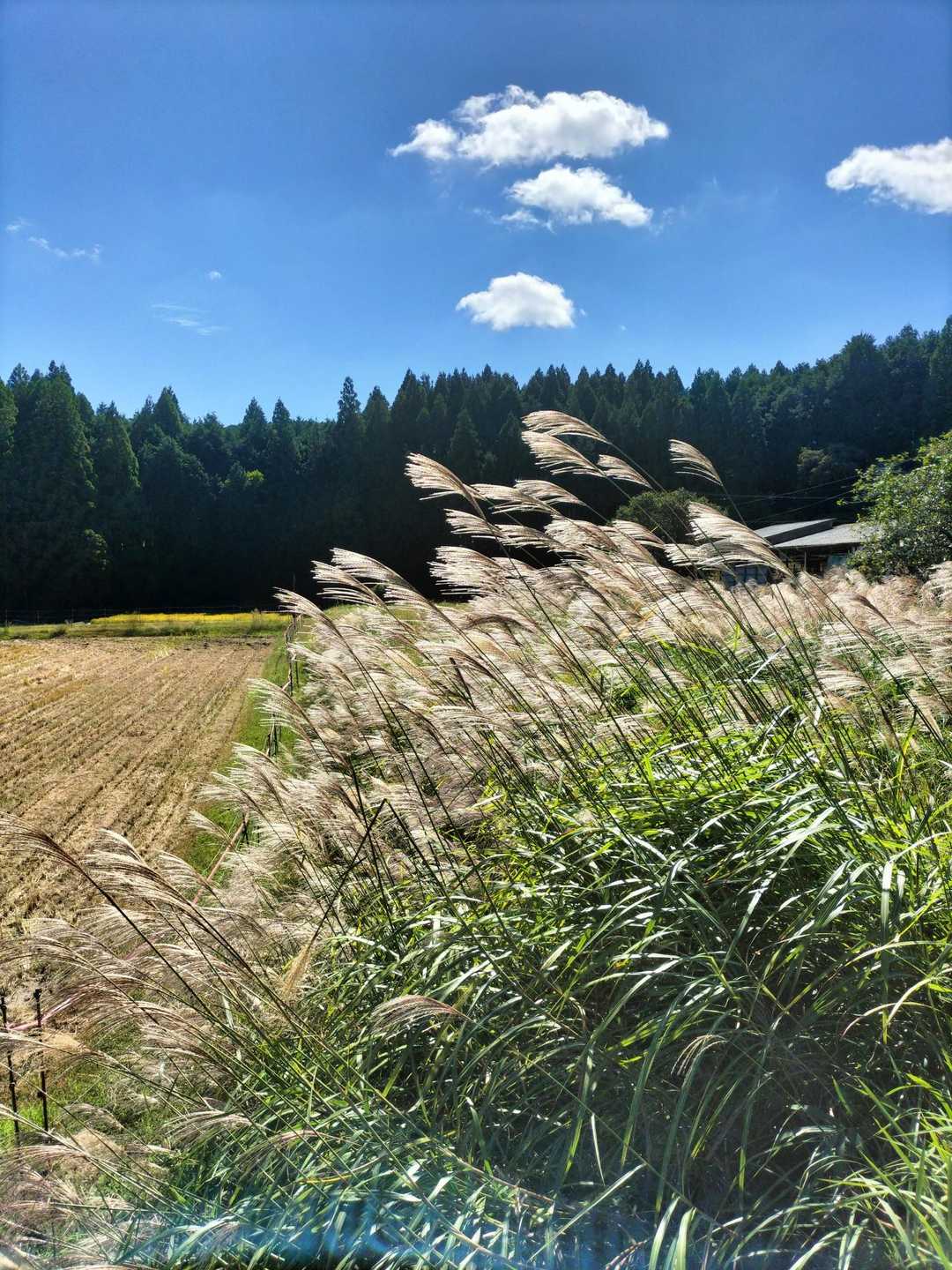 
秋🌾めいてきたけど動くとまだまだ暑いね🥵
