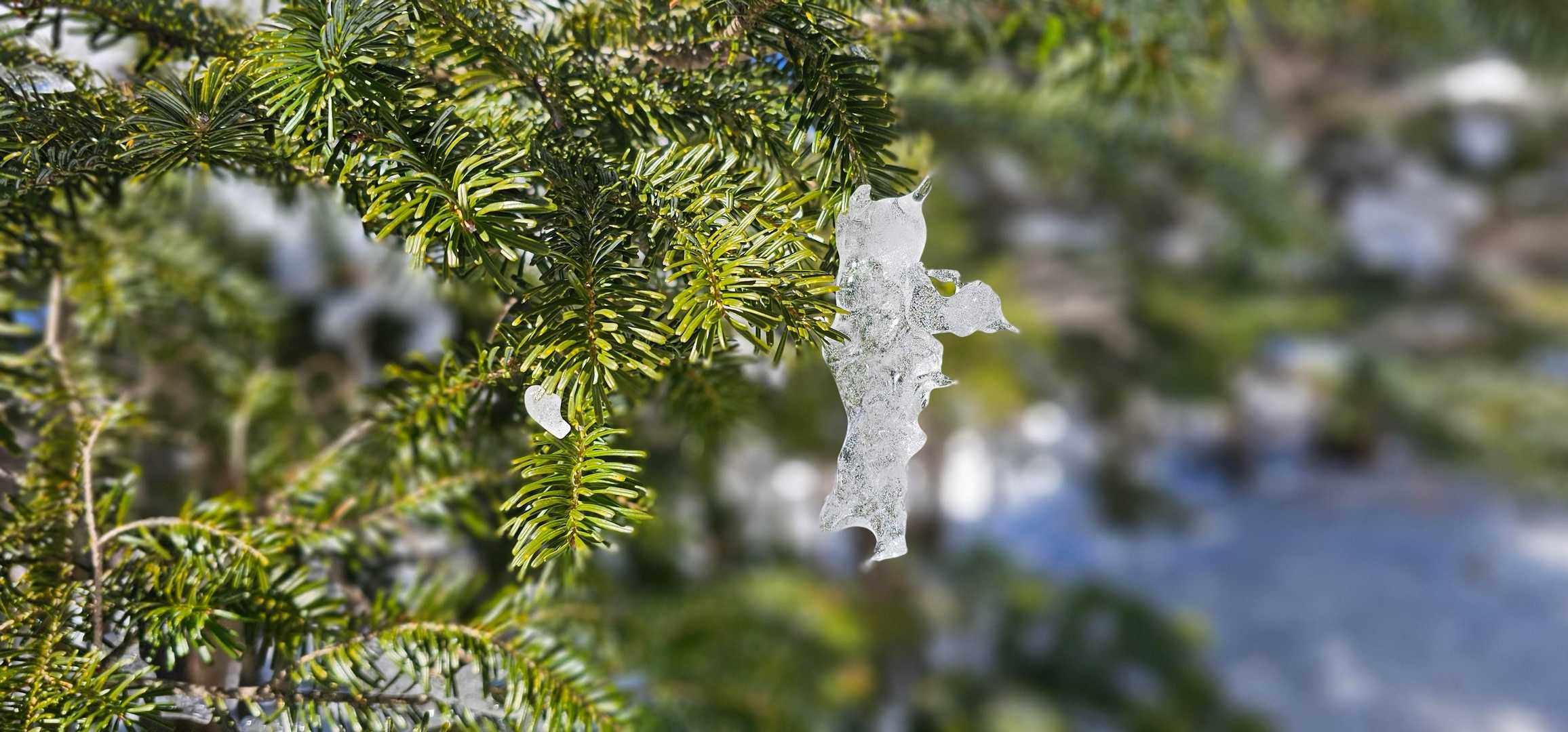 縞枯山・茶臼山周回 | 溶岩台地から、北八ヶ岳の特異な植生を実感しつつ逍遥の写真