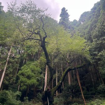 春には、桜🌸咲くかなぁ