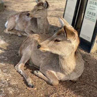 スラマッパギー