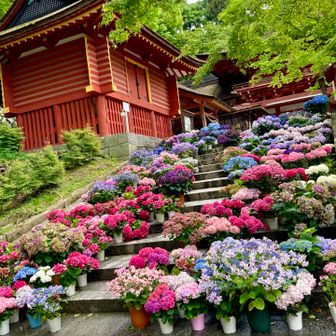 🅿️から先にお山へ
多武峰(ﾄｳﾉﾐﾈ)、御破裂山(ｺﾞﾊﾚﾂｻﾞﾝ)、談山(ｶﾀﾗｲﾔﾏ)

下山してからの談山神社⛩️
紫陽花が素敵でした💓