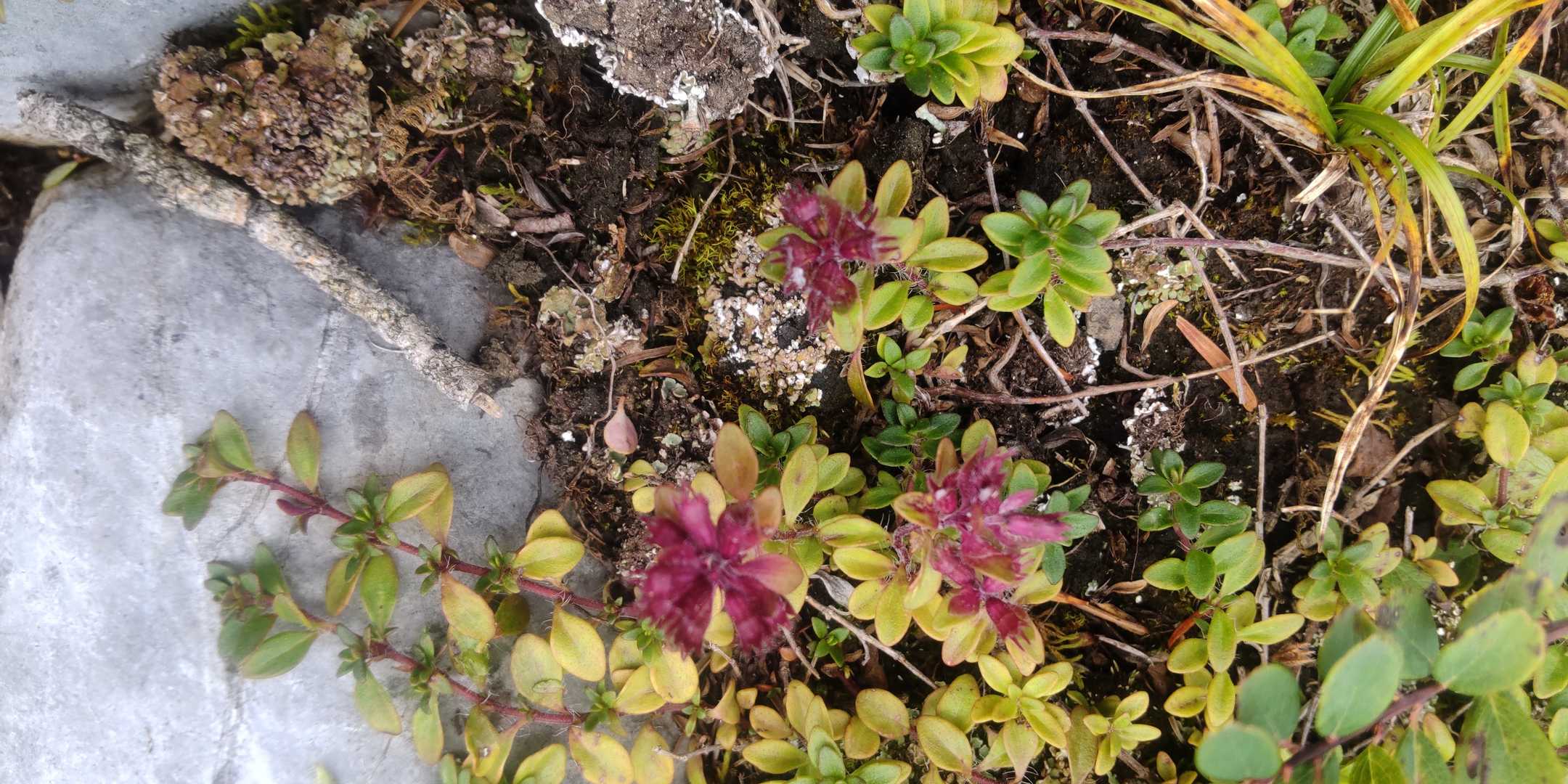 足元は小さな花がビッシリ、踏んでしまいそう