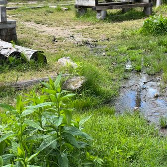 弥四郎小屋前ではツバメが水浴び🥰