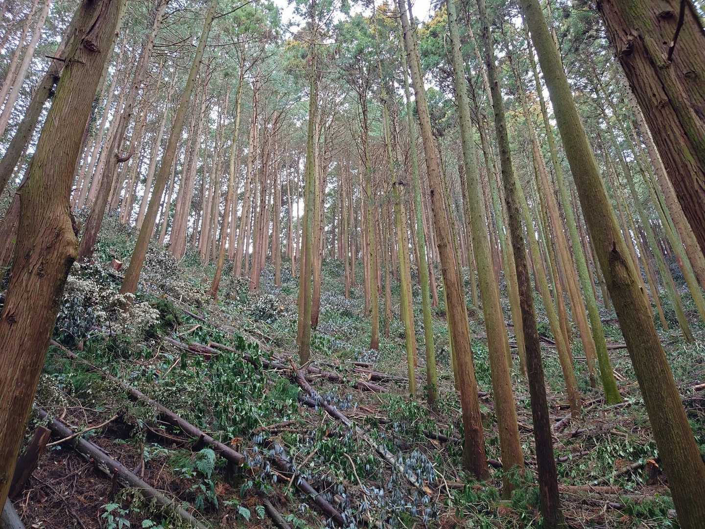尾根が見えるようになってる