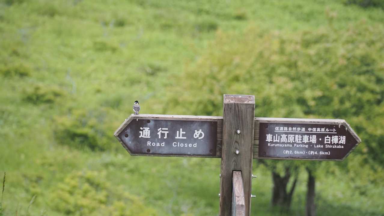 霧ヶ峰（車山・南の耳・北の耳・男女倉山）・八島湿原、高原周回ハイク の写真 9