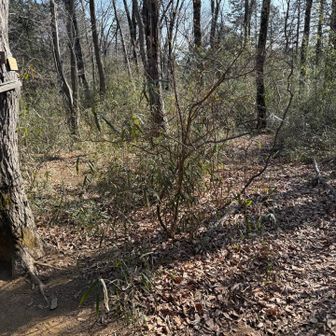 神久山の山頂からも逆側に道がありますが、薮の中に突っ込んでいくので、元来た道へ引き返す方がいいです