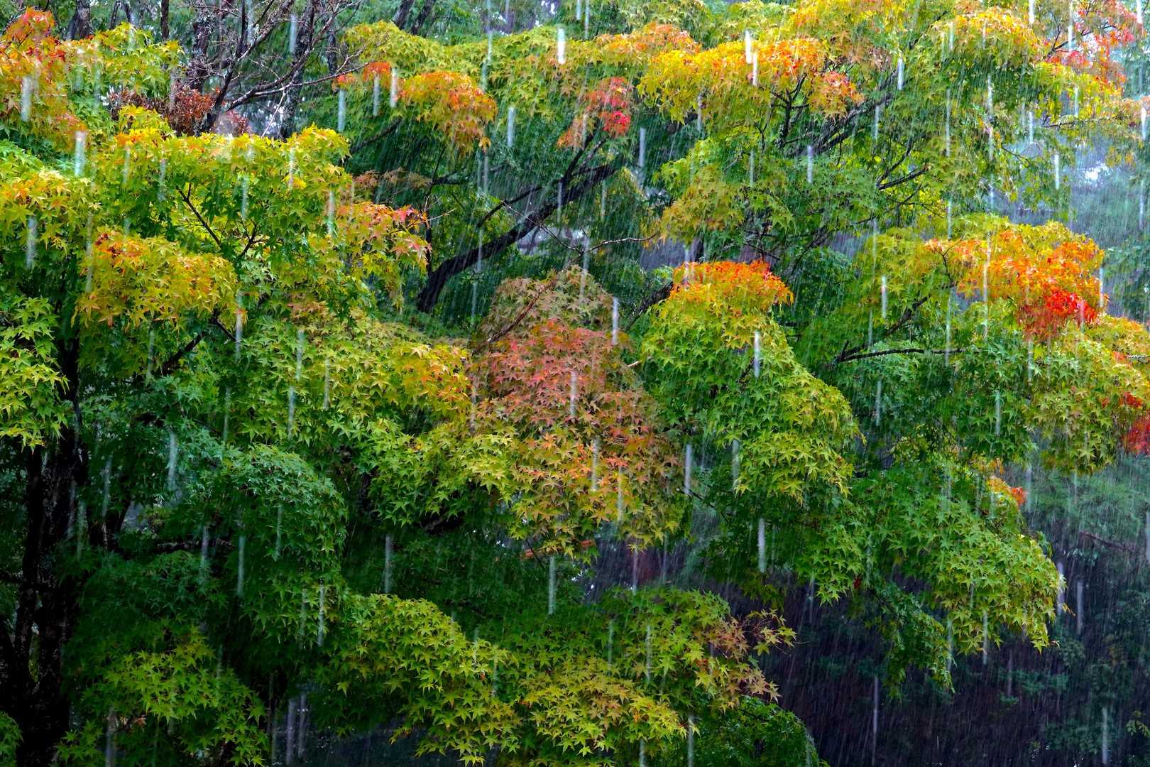 雷を伴う激しい雨