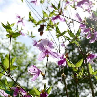 摩耶山｜新緑のトゥエンティクロス〜桜谷道 / るーのハイキングデータ
