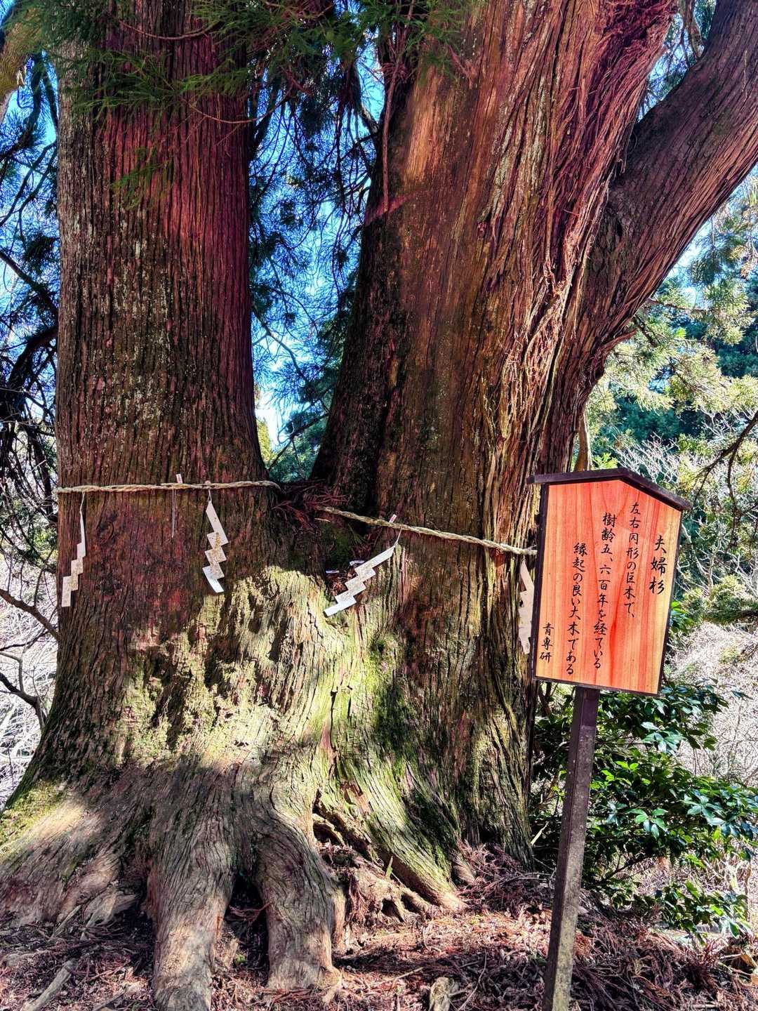 夫婦杉🌲パワーを頂きます✨
