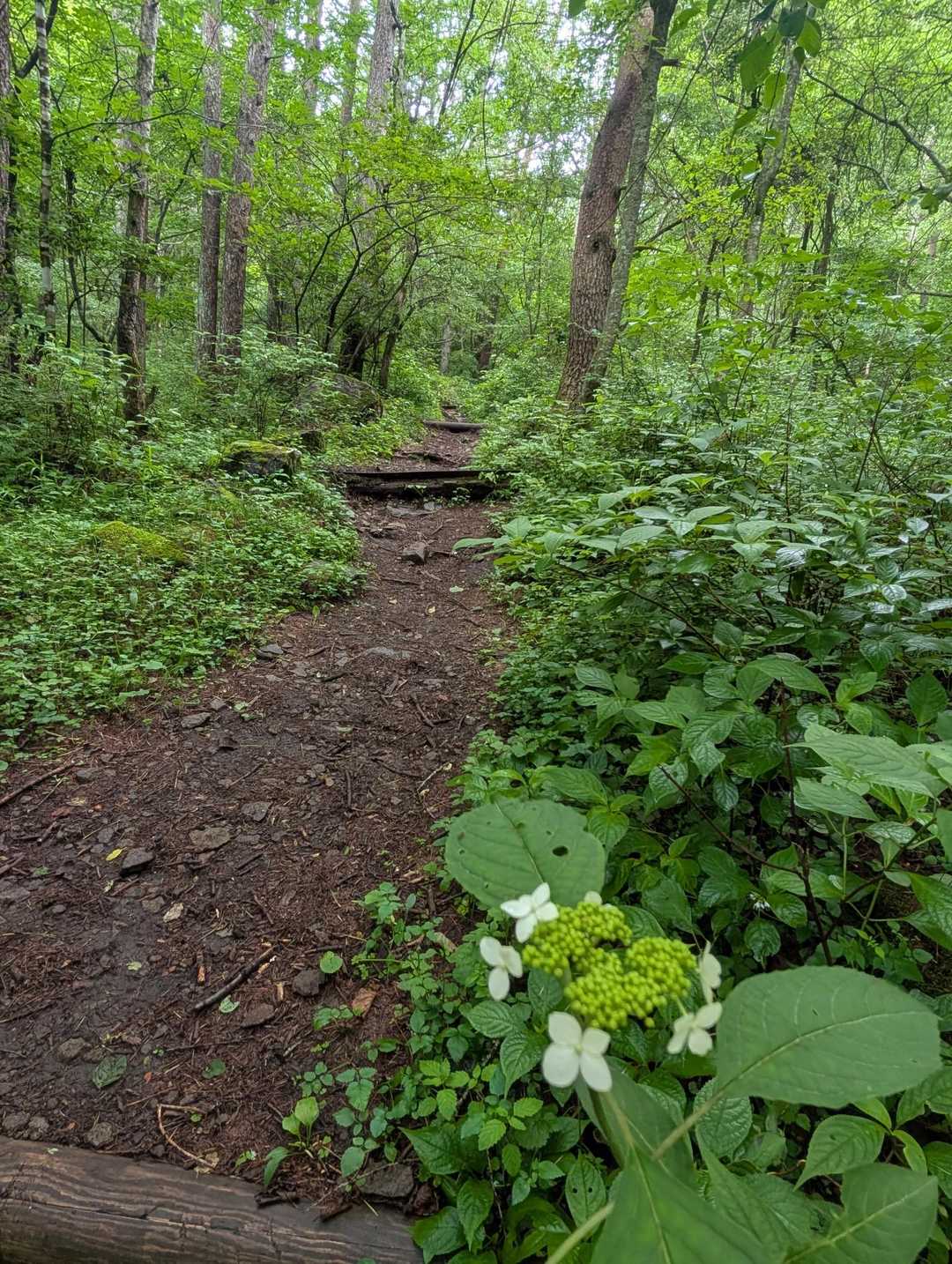 人も少なく、歩きやすい登山道