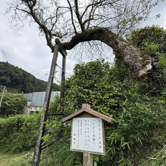ご当地梨の「とよとみ梨」の名木