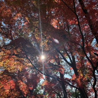 そんなことを考えながら、紅葉がちょこっとだけ残る弘法山公園へ。
山を登る目的は人それぞれ。

写真を撮ったり、タイムを競ったり、YAMAPに共有したり。いろんな方が登山道で交錯するのも山の良さ。

でも、自分自身は最近は山をアウトプットにする承認欲求的な気持ちは全く無くなり、正直YAMAP非公開にしてもいいかなと思ったりも🤔
誰かの役に立つなら〜、少しでも素晴らしいのに知られていないルートを歩いて貰えるならという気持ちだけが何とかレポにする原動力です💦
