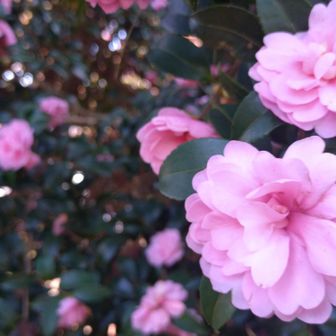 蕾も花も凄く綺麗✨️