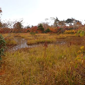 鳥原沼は草紅葉で黄一色