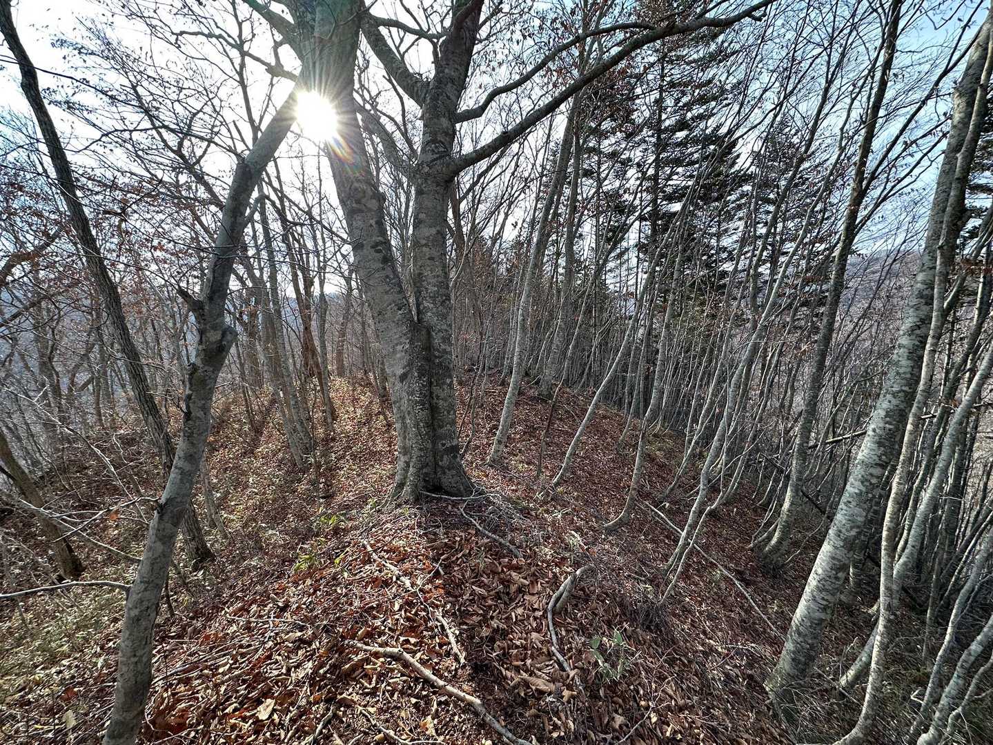 尾根をつたって進みます