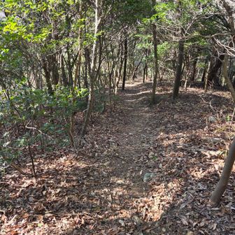 下山は初めてのバリエーションルートで、と思ったけど、、しっかり整備された登山道でした
