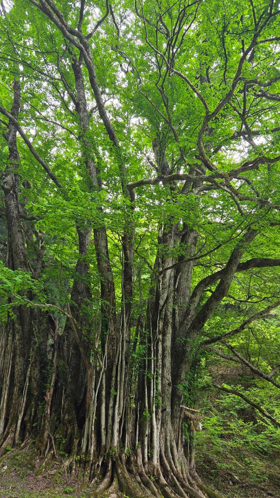 東床尾山登山口-東床尾山 往復コースの写真