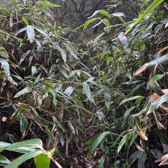 🍃背丈以上ありますよ！
