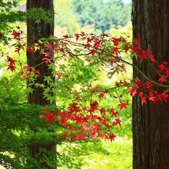 部分的に紅葉したモミジ