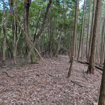 拝の山を過ぎてからくだりは広い道