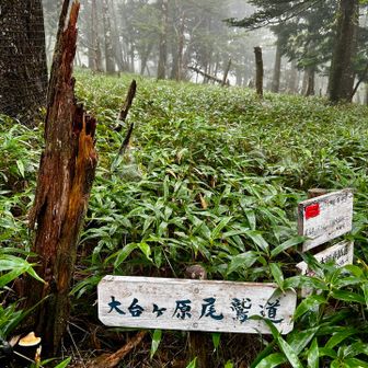 大台ヶ原尾鷲道のサインがカッコいい👍