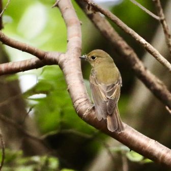キビタキ♀