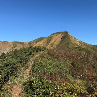 中ノ岳〜越後駒ヶ岳の道も相変わらず厳しい道。
越後の山は本当にきつい😓