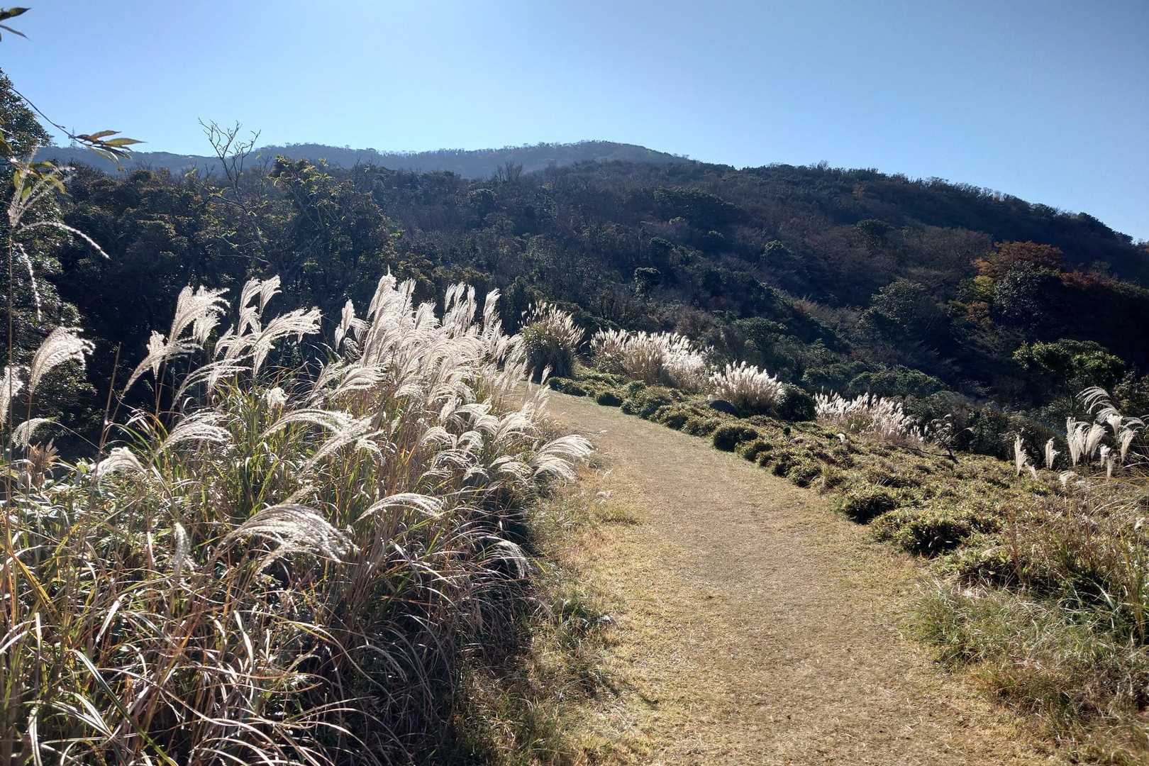 いったん駐車場に戻り
達磨山に向かいます

ススキ🌾の登山道